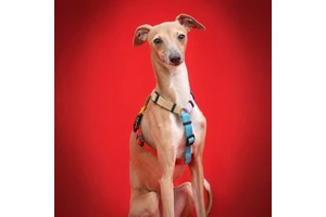 Heavy Duty Dog Harness Y Shape No Pull Dog Harness Antipull D Ring Back Leash Attachment Custom Private Label Dog Harmes Low Moq