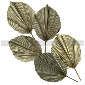 Wholesale G&G Concept Dried Flower Palm Leaves 2000g Vietnam for Home Hotel Resort Wedding New Year Decorations Natural Color