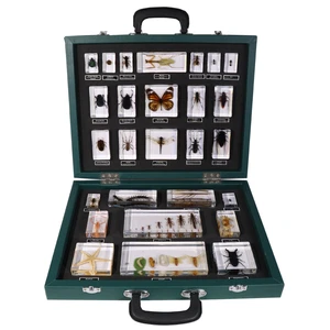 Hot Selling Taxidermy Paperweight Acrylic 27 Kinds Of Insect Resin Specimen Educational Tools For Teaching