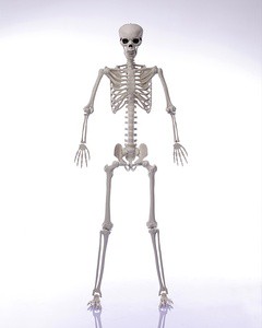 Life-Size Halloween Skeleton 6ft/185cm With Movable Joints Realistic Plastic Skeleton For Haunted House Gothic Garden Decor
