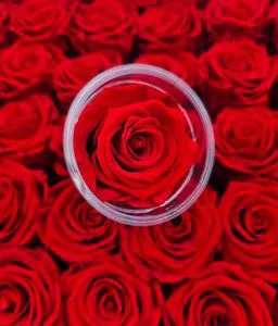 Preservation Eternal Rose Handmade Natural Preserved Flowers All Colors Customizable Long Lasting 3-5 Years Graduation New Year
