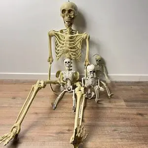 Halloween Supplies Halloween Decorations Full Body Low Price Outdoor Some Sizes Human Halloween Skeleton for Sale