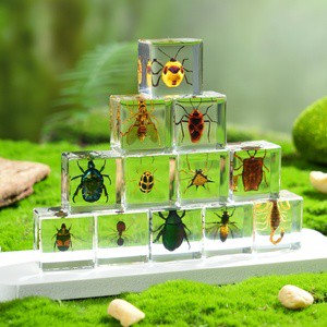 Factory Wholesale Price 3cm Resin Cube Real Insects 12pcs Mixed Insect Specimen Halloween Thanksgiving Paperweight Teaching Toy