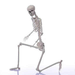 Life-Size 6ft/185cm Halloween Skeleton With Movable Joints, Scary Articulated Decoration For Garden, Haunted House & Party