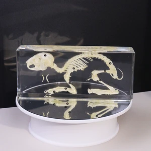 Hot Selling Taxidermy Paperweight Acrylic Rabbit Skeleton Resin Specimen Educational Tools For Teaching
