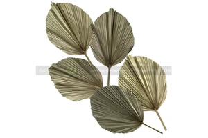 Wholesale G&G Concept Dried Flower Palm Leaves 2000g Vietnam for Home Hotel Resort Wedding New Year Decorations Natural Color