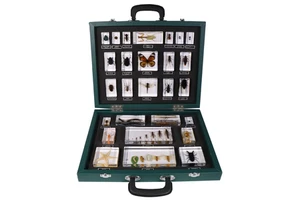 Hot Selling Taxidermy Paperweight Acrylic 27 Kinds Of Insect Resin Specimen Educational Tools For Teaching