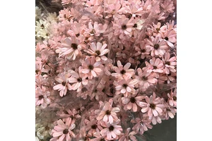 Fashionable Eco-Friendly Dried Flowers for Valentine's Day Wedding Decoration