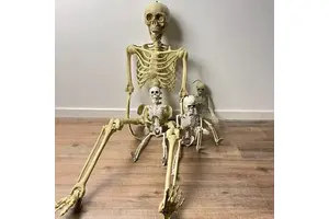 Halloween Supplies Halloween Decorations Full Body Low Price Outdoor Some Sizes Human Halloween Skeleton for Sale