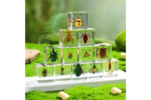 Factory Wholesale Price 3cm Resin Cube Real Insects 12pcs Mixed Insect Specimen Halloween Thanksgiving Paperweight Teaching Toy