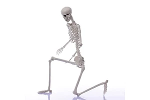 Life-Size 6ft/185cm Halloween Skeleton With Movable Joints, Scary Articulated Decoration For Garden, Haunted House & Party