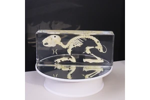 Hot Selling Taxidermy Paperweight Acrylic Rabbit Skeleton Resin Specimen Educational Tools For Teaching