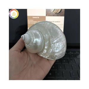 Decorative Turbo Seashells Set for Beach Weddings and Tropical Event Styling Vietnam Manufacturer