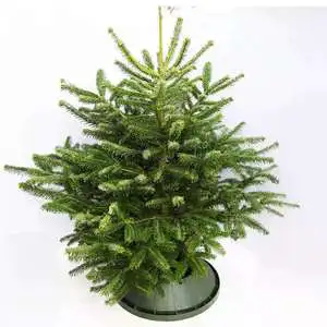2025 New Design Diameter 30cm 40cm 50cm 5.9 5.11 Inch Trunk Christmas Tree Stand Base for Christmas with Screw Fastener