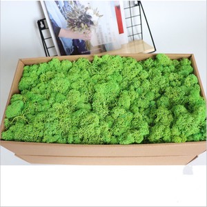 Natural Eco-friendly Bulk Eternal Moss Wedding Wall Decor Vertical Garden Panel Handcrafted Lifelike Preserved Moss Stabilized