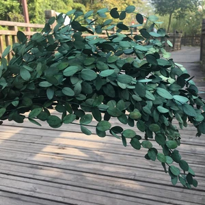 Real Natural Eucalyptus Garlands Material Plantas Preservadas Eternal Eucalyptus Leaves