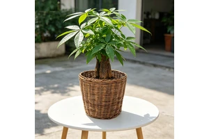 HF0240 Rattan Plant Basket with Handles Rattan Pot Small Large, Handmade Round Flower Plant Pots Jumbo Wicker Storage Basket