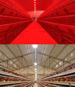 LED Light for Pig and Poultry 15W IP67 Red&White Switchable Flicker-Free 5-Years Warranty