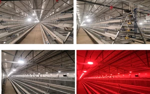 Crown Bulb LED Poultry Lighting, Aluminum, IP66, Flicker-Free, 0-100% Dimming, 7W-11W, Chicken Coop Light