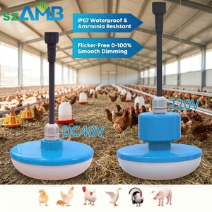 Poultry LED Light Bulb 48V DC/AC Dimmable No Flicker IP67 Rated 5-Year Warranty Full Spectrum CRI>80 >50k Hours Poultry Lighting