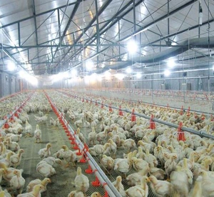 Broiler Automatic Chicken Feeder Poultry Equipment Chicken Farm House For Chicken Farming Shed