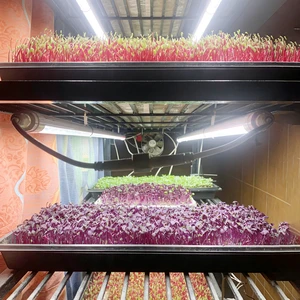 Liweida Full Spectrum IP65 Waterproof T8 Tube Grow Light 30-240cm Length Strip for Bloom & Veg Plant Growth