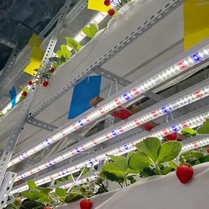 Liweida Free Laser 30-240cm Customizable Spectrum LED T8 Tube Grow Light Daisy Chain Strip IP65 Plant Lamp for Strawberry Bloom