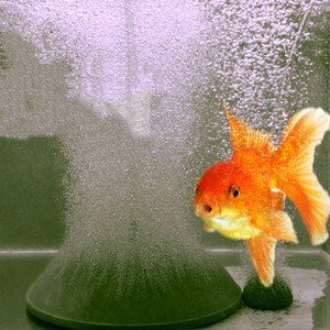 Art Fish Swimming Landscape Lighting Dynamic Goldfish Interact Exhaled Bubble with Splendid Music Spinner Motif Light