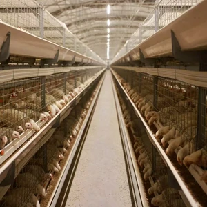 30000 Broiler Chicken Farm Turnkey Project Full Automatic Poultry Equipment One-stop Project Installation Service