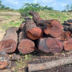 Wholesale Red And White Sandal Wood Logs Premium Quality For Traditional Use Buy Now With Fast Delivery Straight To Your Door