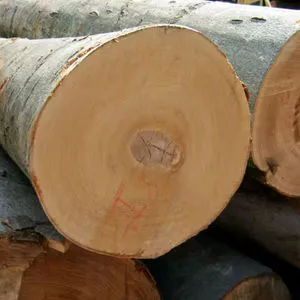 Hardwood Round Logs and Sawn Timber Sapele Ayous Okan Tali Light Okoume Pine and Padouk Top Grade