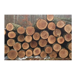 Oak Timber LOGS | Oak Wood Round Logs Original Quality Supplier