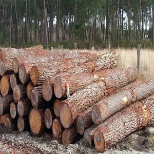Premium Quality Oak Wood Logs and Oak Beech Spruce Logs in Diameter Available for Fast Delivery at Cheap Wholesale Prices