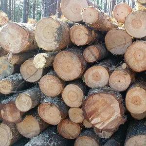 Premium Quality Spruce Round Logs Buy Now at Good Prices Enjoy Fast Delivery and Trusted Wholesale Deals for Your Next