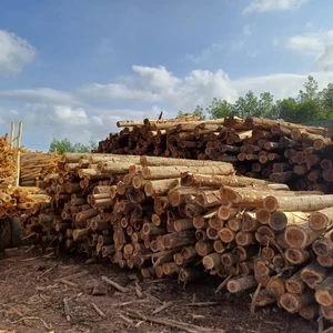 Good Deal Solid Hard Acacia Wood Log Available to Export From Vietnam Premium Timber Acacia Rough Wood