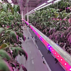 60W 100W 120W Indoor Plant LED Inter Grow Lights With 5 Years Warranty 3.1Umol 3.4 Umol/J Daisy Chain Under Canopy LED Light