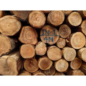 Japanese Import 4m8cmUP Reliable BC Grade Cedar Hinoki Timber Hardwood Log Supplier
