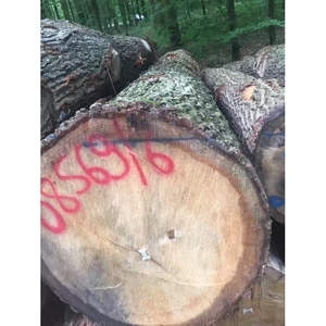 Pine Timber Log / Sawn Logs / Wood Round Logs Exporters From Ukraine-Top Grade