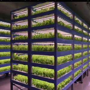 T5 T8 T12 Red Full Spectrum LED Plant Grow Tubes 9W-18W with 0.6m-1.2m LM301H LED Grow Light for Greenhouse Bloom