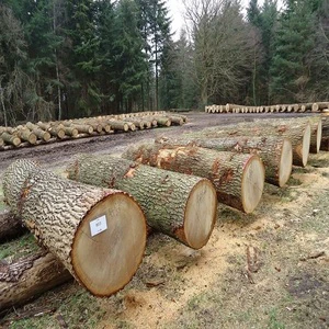 White Oak Log Timber Premium Quality Best Appearance Buy Directly from Manufacturer Negotiable Price Wholesale Options
