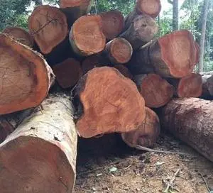 Cedar Logs 20m Diameter Premium Grade Red & White Dry Storage Sawm Lumber 5-Year Shelf Life for Furniture-Competitive Pricing