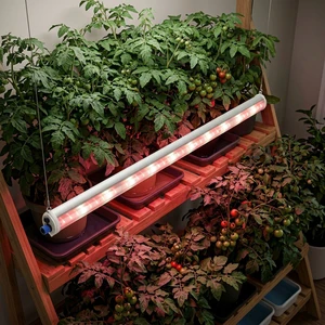 LED Greenhouse Grow Lights LED Intercanopy Grow Lights