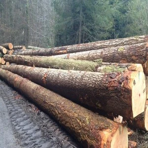 Oak Round Wood Logs High Quality France 24 Months Shelf Life in Stock Cheap Price Buy Now Fast Delivery for Sale