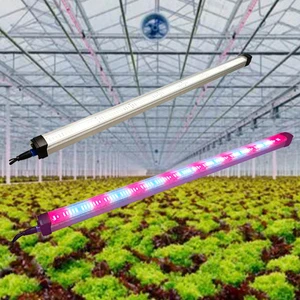 Hanging Vegetable Led Grow Light for Fruiting Lettuce Dragon Fruit Patiya Tomatoes Cucumbers Plant Led Light 4Ft 120W