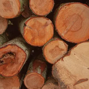 Durable round Red And White Sandalwood Logs For Sale