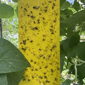 25*15 Cm Waterproof Insect Glue Trap Farm Fruit Fly Catcher Double-side Pest Sticker Disposable Greenhouse Pest Monitor