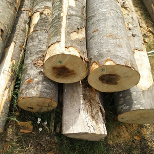 In Stock Oak Round Wood Logs for Sale Best Price Low Price High Quality Firewood France 1.5m Length Fast Delivery Available Now