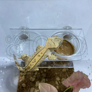 Magnetic Suction Transparent Acrylic Durable Lightweight Gecko Feeder 10 Cups Ledge Reptile Eco-Friendly Fruit Paste Water Cup