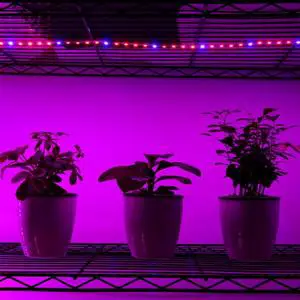 Factory Price Waterproof Smd5050 60leds 14.4W / m 12V 24V 10mm Wide Plant Light Plant Grow Light 4red+1blue