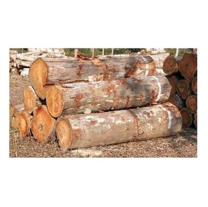 Eucalyptus Wood Logs for Furniture Making – Smooth Grain Hardwood for Manufacturing